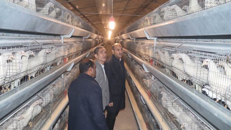 مشروعاات الدواجن