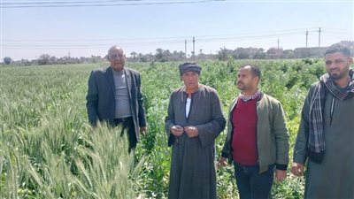 وكيل زراعة أسيوط يتفقد زراعات المحاصيل الشتوية بمركزي أبنوب والفتح
