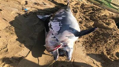 العثورعلى دولفين نافق ونقله لتحنيطه بمعهد علوم البحار والمصايد بالسويس