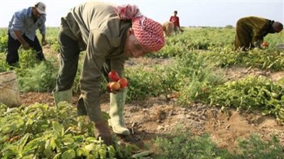 مؤتمر عمال الزراعة يبحث التنمية المستدامة