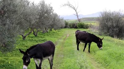 روسيا تستعين بـ