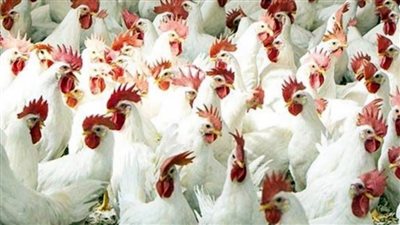 بعد آخر انخفاض.. سعر الفراخ البيضاء اليوم في بورصة الدواجن صباح الأربعاء 12 مارس