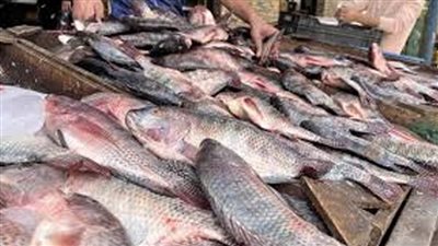 البلطي بـ75 جنيهًا.. أسعار الأسماك اليوم في سوق العبور
