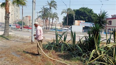 رئيس حي غرب تتابع أعمال تقليم النخيل والأشجار ورفع كفاءة الحدائق بنطاق الحي