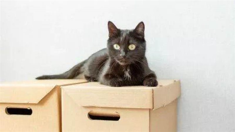 القطة تحرس صندوق