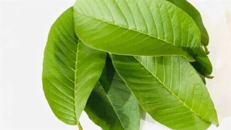 اوراق الجوافة