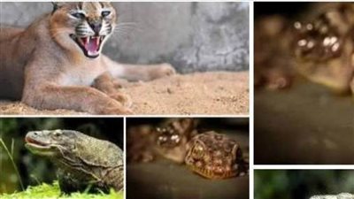 عاجل| الوشق وأبو بريص المصري.. تفاصيل مهمة في إسرائيل