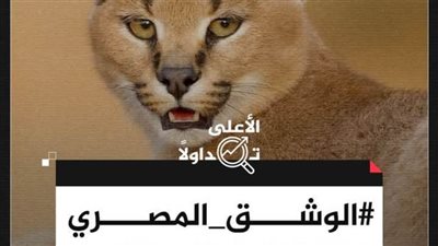 عاجل.. وسم #الوشق_المصري الأعلى تداولًا على منصة 