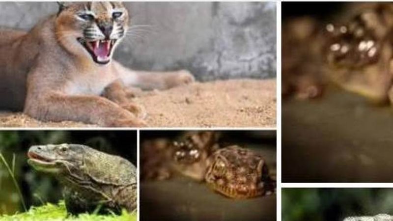 كائنات مصرية