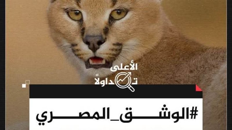 الوشق المصري