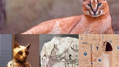 عاجل.. قط رع العظيم يقضي على الثعابين ورمز العدالة ومحاربة الخطاة