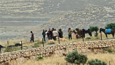 الضفة الغربية.. قطيع المستوطنين يهاجمون رعاة أغنام في مسافر يطا