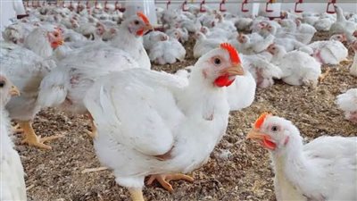 استقرار.. أسعار الفراخ اليوم في الأسواق المصرية اليوم الاثنين