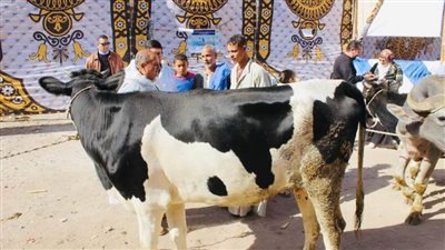 انطلاق الحملة القومية الأولى لتحصين رؤوس الماشية ضد الحمى القلاعية والوادي المتصدع بالمنيا