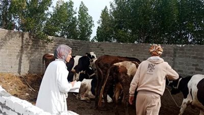 انطلاق فعاليات الحملة القومية الأولى للتحصين ضد مرض الحمى القلاعية والوادي المتصدع 