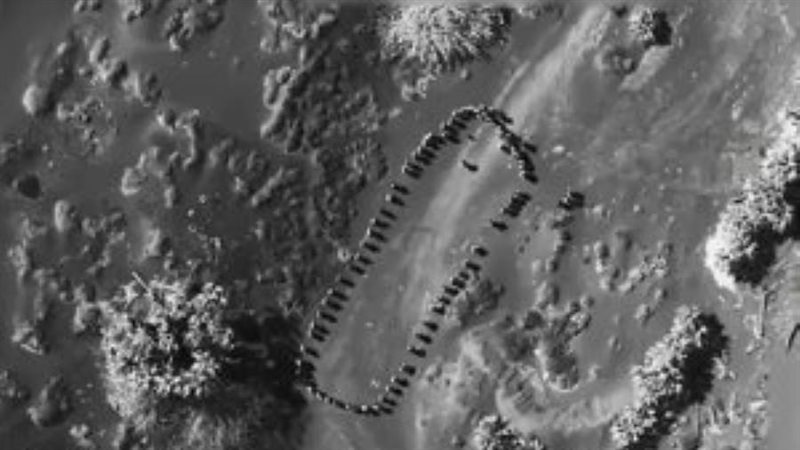 مفرزة حوثية استشهدت