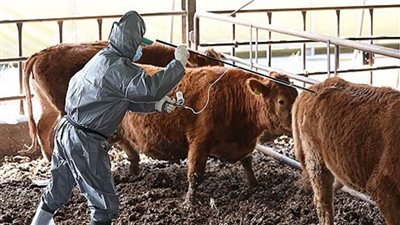 كوريا الجنوبية تسعى إلى تعزيز قيمة سوق الأدوية البيطرية إلى 4 تريليونات وون بحلول عام 2035