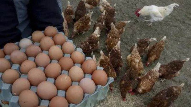 الدجاج والبيض