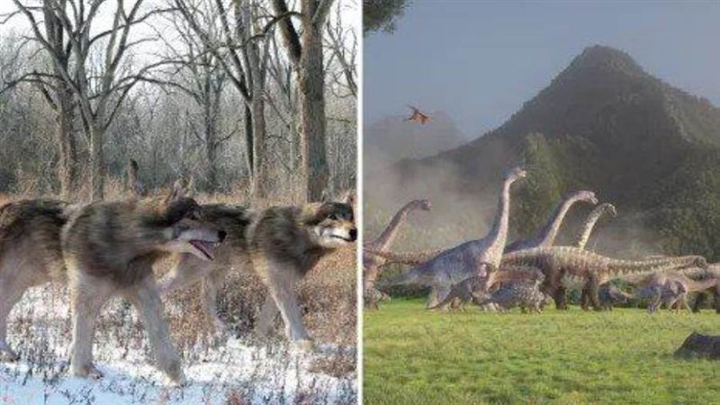 الذئب المرعب