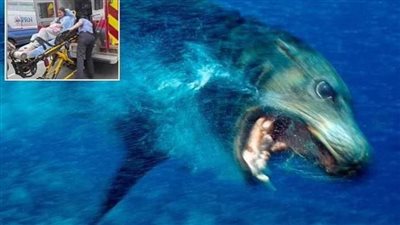 عاجل.. أسود البحر 