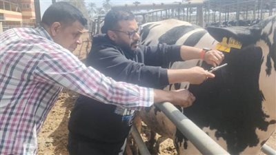 محافظ الإسماعيلية يتابع نشاط مديرية الطب البيطري للحفاظ على الثروة الحيوانية والداجنة