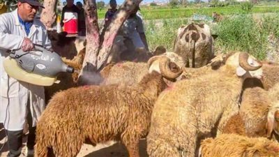 بيطري المنيا: تقديم خدمات لـ41 ألف رأس ماشية لتحسين السلالات وتعزيز الأمن الغذائي 
