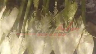 وسط أجواء من الفرح أقباط المنيا يحتفلون بأحد الشعانين.. صور. 