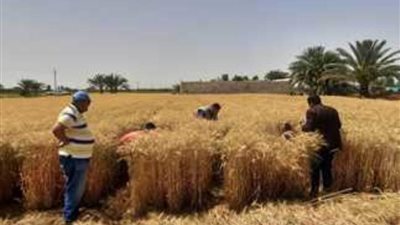 وكيل وزارة التموين بقنا: إنهاء كافة الاستعدادات لاستقبال محصول القمح