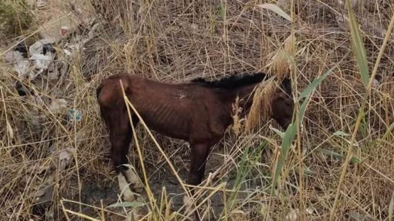 حصان تم إنقاذه بمدينة