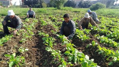 دمياط: حصاد 120 فدانا من محصول البنجر البالغ 6100 فدان