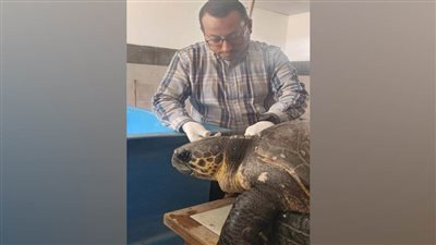 عاجل.. إنقاذ السلحفاة البحرية النادرة 