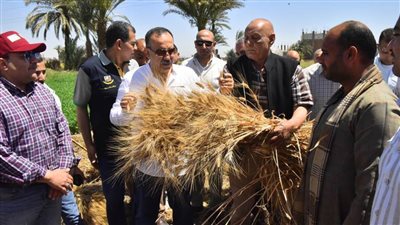 محافظ أسيوط يشهد بدء موسم حصاد القمح 