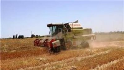  محافظة أسوان: توريد 8869 طنا من القمح المحلي