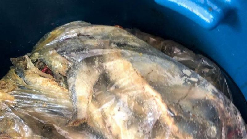 ضبط ٢٤٠٧ كجم اسماك