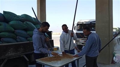 استقبال 21038 طنًا من القمح ضمن موسم حصاد بشون وصوامع المنيا