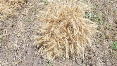 على مساحة ٢٢ فدانًا.. النعماني يشهد بدء موسم حصاد تقاوي القمح بمزرعة جامعة سوهاج