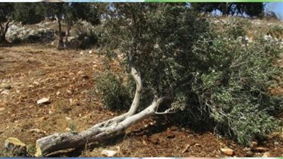 مستوطنون يقتلعون أشجار زيتون ويعتدون على ممتلكات المواطنين بالخليل