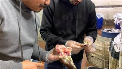 بالصور.. حملات سلامة الغذاء تضبط ٦ أطنان رنجة وفسيخ غير صالحة بالغربية