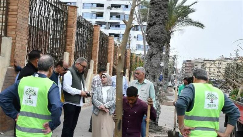 زراعة أشجار البونسيانا