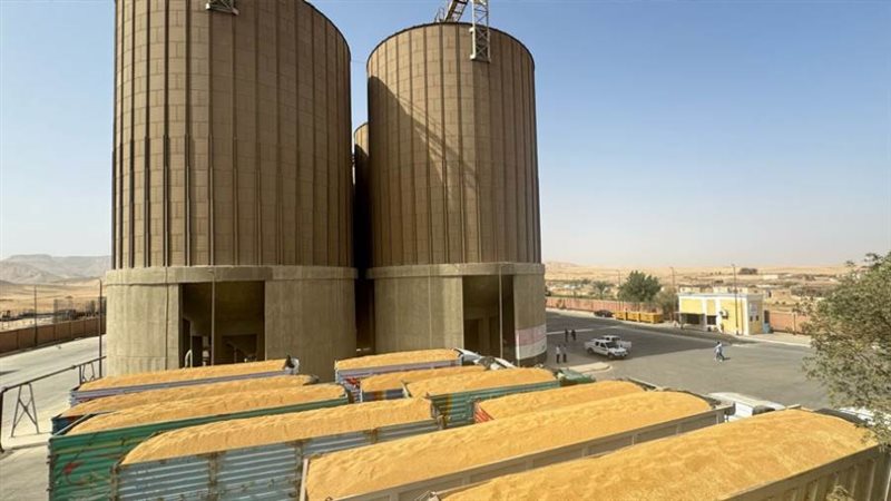 توريد القمح