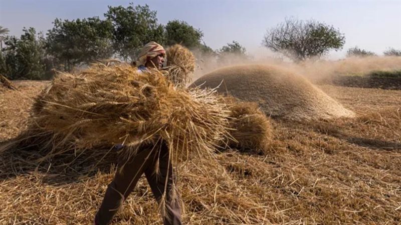 توريد القمح