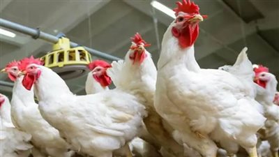 سعر الفراخ اليوم الأحد 27 أبريل 2025 بعد الارتفاع وبورصة الدواجن الآن