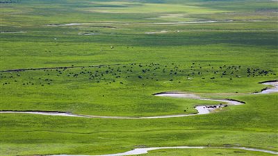 الصين الأولى عالميا في مساحة المراعي بنحو 270 مليون هكتار