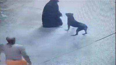 كشف حقيقة مقطعين فيديو بقيام شخص بدفع كلب للهجوم على سيدة وقيام آخر بالتوجه لمالك الكلب والتعدي عليه