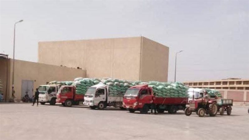 توريد القمح بالمنيا