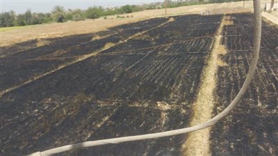 دون إصابات.. السيطرة على حريق نشب بحقل قمح بسمالوط بالمنيا