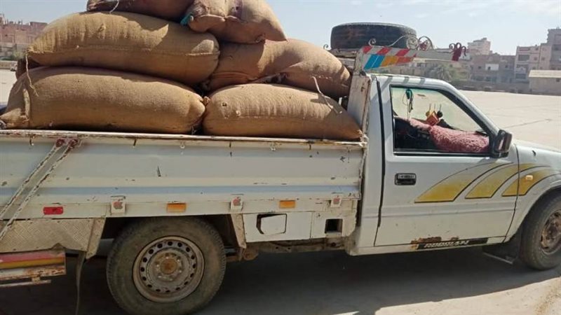 توريد محصول القمح