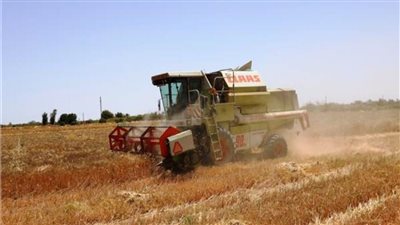 انتظام عملية توريد القمح بمحافظة أسوان وتوريد 91 ألفا و 937 طنا حتى الآن