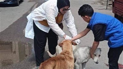 استمرار تنفيذ حملات موسعة لتحصين الكلاب الضالة بحي الضواحي ببورسعيد