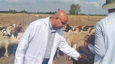 تحصين 191 ألف رأس ماشية ضد الحمى القلاعية في الدقهلية